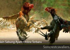 Cara Main Sabung Ayam Online Terbaru