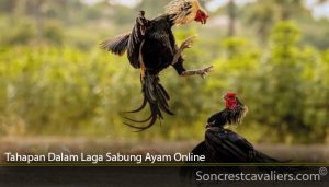 Tahapan Dalam Laga Sabung Ayam Online
